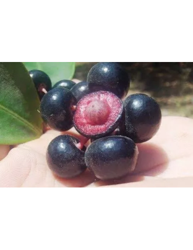 20 Chagalapoli Seeds (Ardissia compressa) - Online Nursery