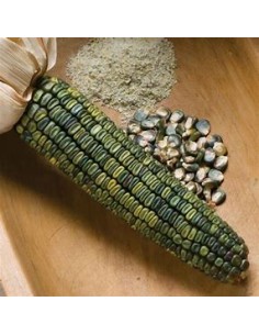 30 SEMILLAS DE MAIZ VERDE...