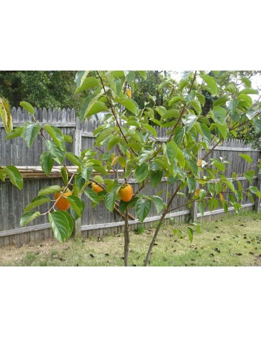1 Live Persimmon tree (Diospyros kaki) Rare tree - Caqui fruit