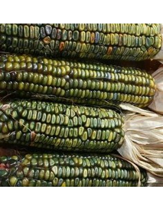 30 SEMILLAS DE MAIZ VERDE... 2