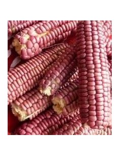 Corn Seeds - 30 SEEDS OF...