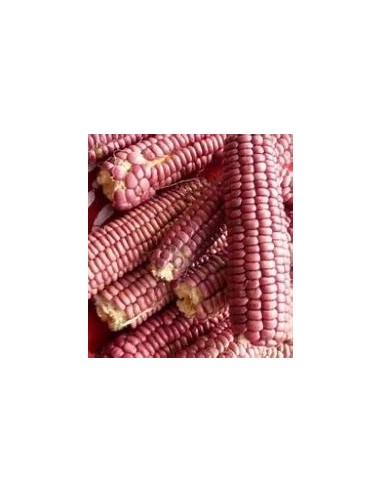 Corn Seeds - 30 SEEDS OF TLAXCALA ''PINK'' ROSE CORN - Online Nursery