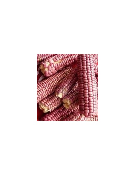 30 SEMILLAS DE MAIZ ROSA DE TLAXCALA ''ROSITA'' - Vivero por Internet