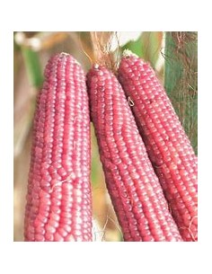 Corn Seeds - 30 SEEDS OF... 2