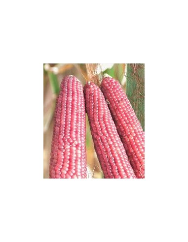 30 SEMILLAS DE MAIZ ROSA DE TLAXCALA ''ROSITA''...
