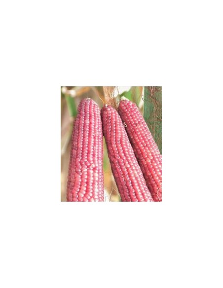 Corn Seeds - 30 SEEDS OF TLAXCALA ''PINK'' ROSE CORN - Online Nursery