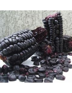 25 SEMILLAS DE MAIZ MORADO... 2