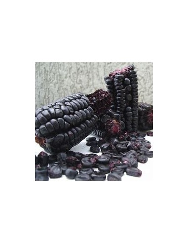 Corn Seeds - 25 PERU PURPLE CORN SEEDS FOR...