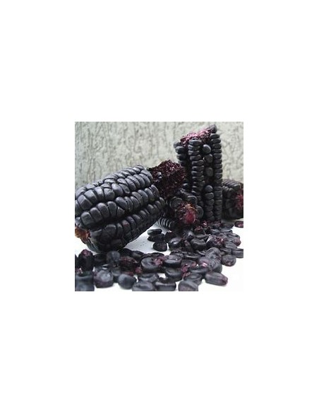 Corn Seeds - 25 PERU PURPLE CORN SEEDS FOR CHICHA - Online Nursery