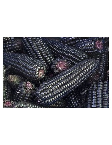 Corn Seeds - 25 PERU PURPLE CORN SEEDS FOR...
