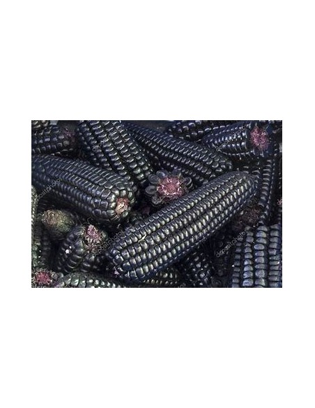 Corn Seeds - 25 PERU PURPLE CORN SEEDS FOR CHICHA - Online Nursery