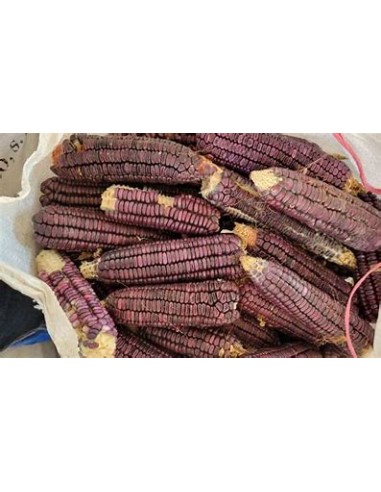 Corn Seeds - 40 SEEDS OF PURPLE CORN TEZIUTLAN CONICAL - Online Nursery