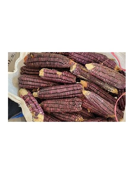40 SEMILLAS DE MAIZ MORADO DE TEZIUTLAN CONICO - Vivero por Internet