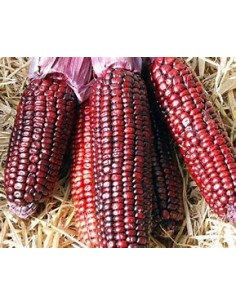 40 SEMILLAS DE MAIZ MORADO... 2