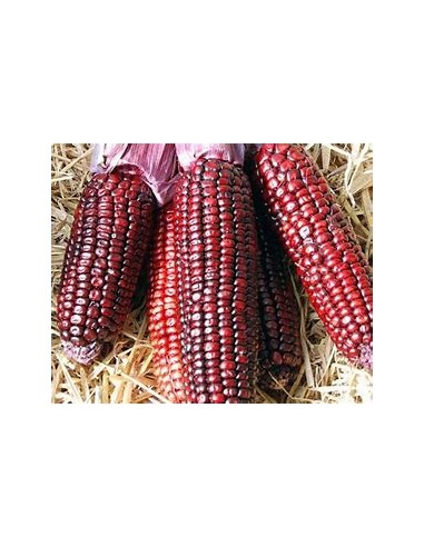 Corn Seeds - 40 SEEDS OF PURPLE CORN TEZIUTLAN...