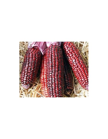 40 SEMILLAS DE MAIZ MORADO DE TEZIUTLAN CONICO - Vivero por Internet