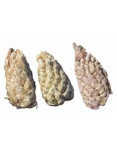 50 Semillas de maiz ajo...