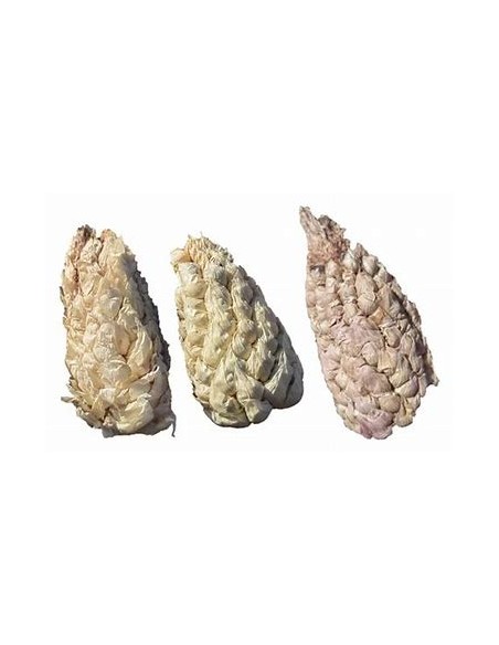 Corn Seeds - 50 Tunicate Garlic Corn Seeds - Internet Nursery