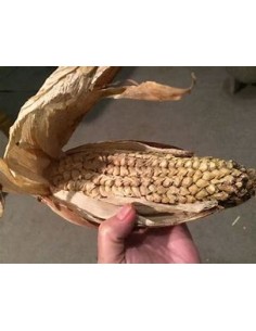50 Semillas de maiz ajo... 2