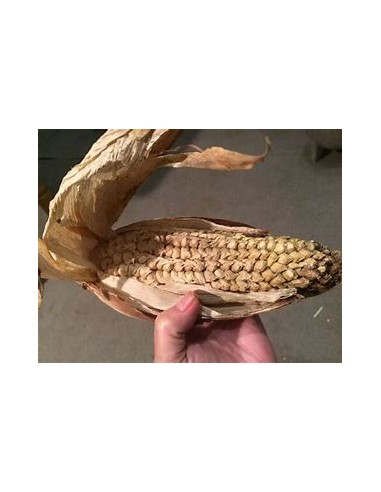 Corn Seeds - 50 Tunicate Garlic Corn Seeds -...
