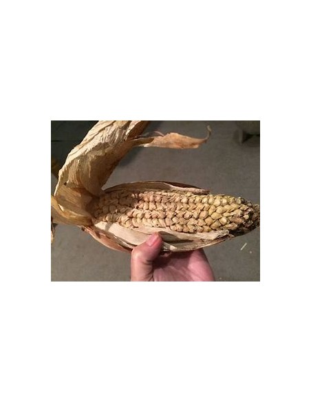 Corn Seeds - 50 Tunicate Garlic Corn Seeds - Internet Nursery