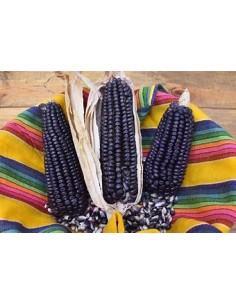 Corn Seeds - 50 seeds of...