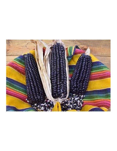 Corn Seeds - 50 seeds of blue corn native to Veracruz - Online Nursery