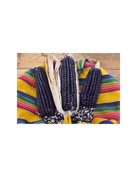 Corn Seeds - 50 seeds of blue corn native to Veracruz - Online Nursery