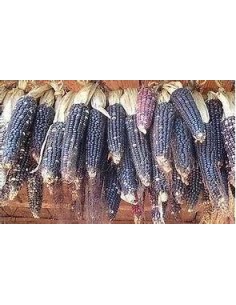 Corn Seeds - 50 seeds of... 2