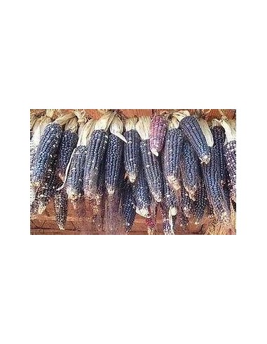 Corn Seeds - 50 seeds of blue corn native to...