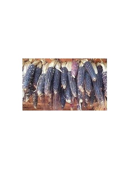 Corn Seeds - 50 seeds of blue corn native to Veracruz - Online Nursery