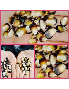 10 Semillas de maiz negro...