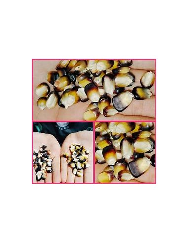 Corn Seeds - 10 Black Veracruz ''Solecito'' Corn Seeds - Online Nursery