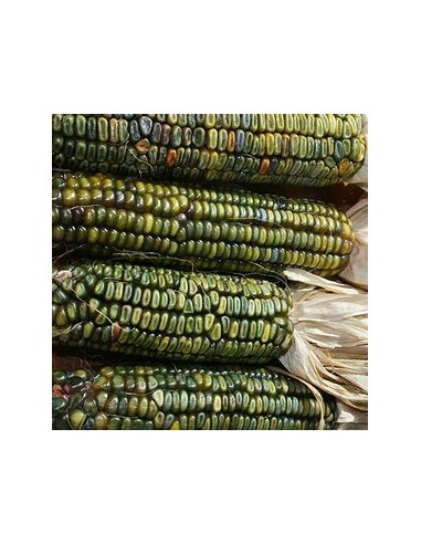 Corn Seeds - 200 Oaxacan Green Corn Seeds - Online Nursery