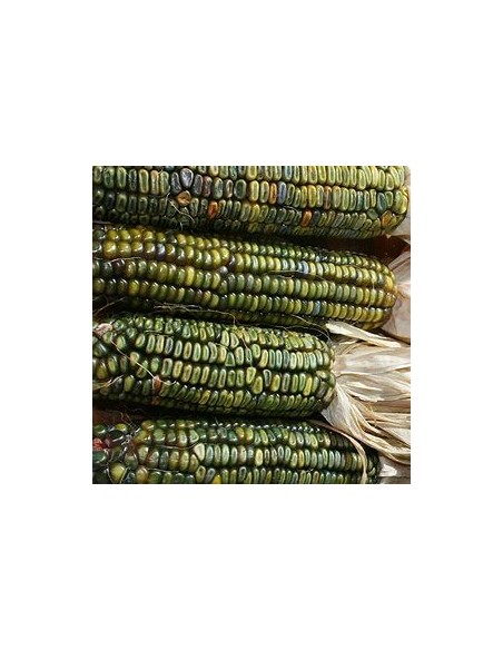 Corn Seeds - 200 Oaxacan Green Corn Seeds - Online Nursery