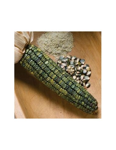 Corn Seeds - 200 Oaxacan Green Corn Seeds -...