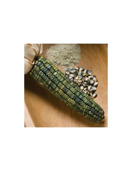 Corn Seeds - 200 Oaxacan Green Corn Seeds - Online Nursery