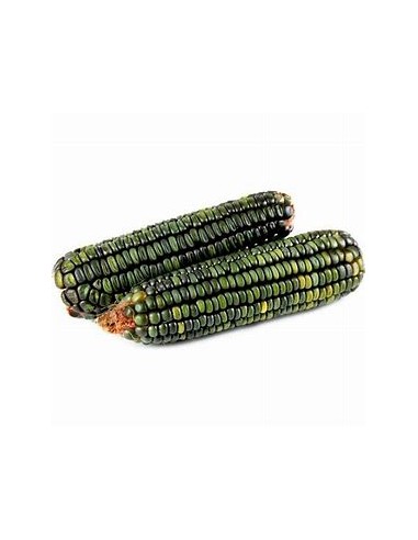 Corn Seeds - 200 Oaxacan Green Corn Seeds -...