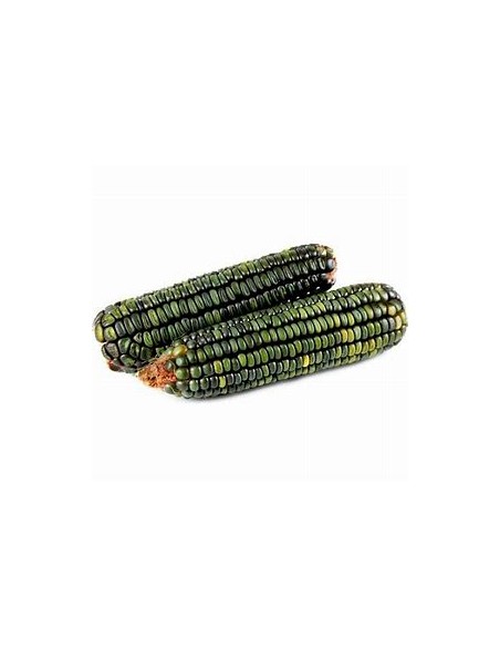 Corn Seeds - 200 Oaxacan Green Corn Seeds - Online Nursery