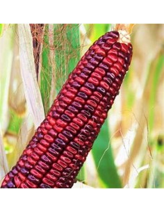 40 Semillas de maiz bloody...