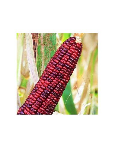 Corn Seeds - 40 Royal bloody butcher corn seeds - organic - Internet Nursery