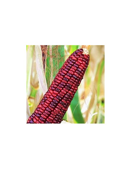 Corn Seeds - 40 Royal bloody butcher corn seeds - organic - Internet Nursery