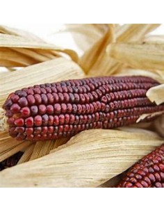 40 Semillas de maiz bloody... 2