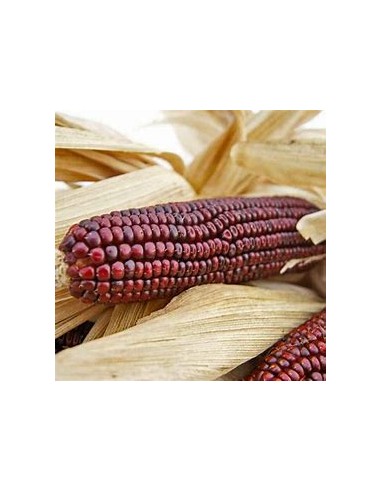 Corn Seeds - 40 Royal bloody butcher corn seeds...