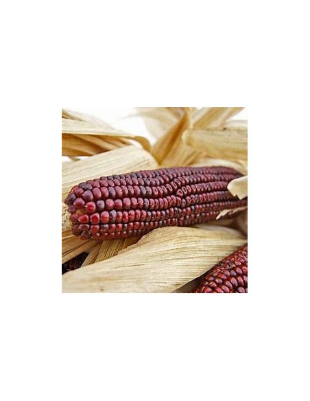 Corn Seeds - 40 Royal bloody butcher corn seeds - organic - Internet Nursery