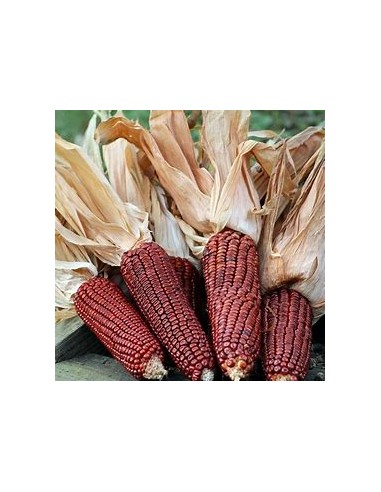 Corn Seeds - 40 Royal bloody butcher corn seeds...