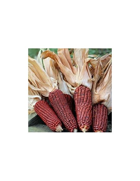Corn Seeds - 40 Royal bloody butcher corn seeds - organic - Internet Nursery