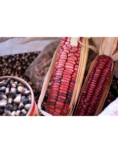 Corn Seeds - 10 Red Head Black Corn Seeds - Veracruz - Online Nursery