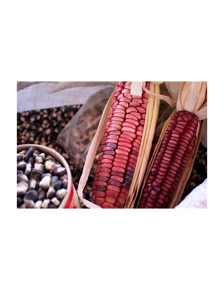 Corn Seeds - 10 Red Head Black Corn Seeds - Veracruz - Online Nursery
