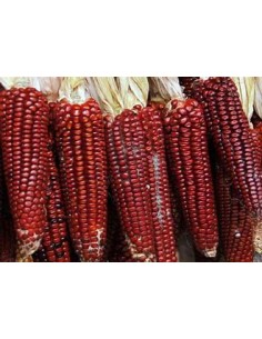 Corn Seeds - 10 Red Head... 2